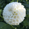Hvid PomPon Dahlia – Petras Wedding – 21,95 kr. v/3 stk 19,95 kr. v/10 stk