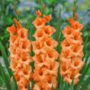 Orange Gladiolus – Peter Pears 2,75 kr. v/25 stk 2,25 kr. v/100 stk