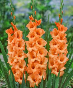 Orange Gladiolus – Peter Pears 2,50 kr. v/25 stk 1,99 kr. v/100 stk