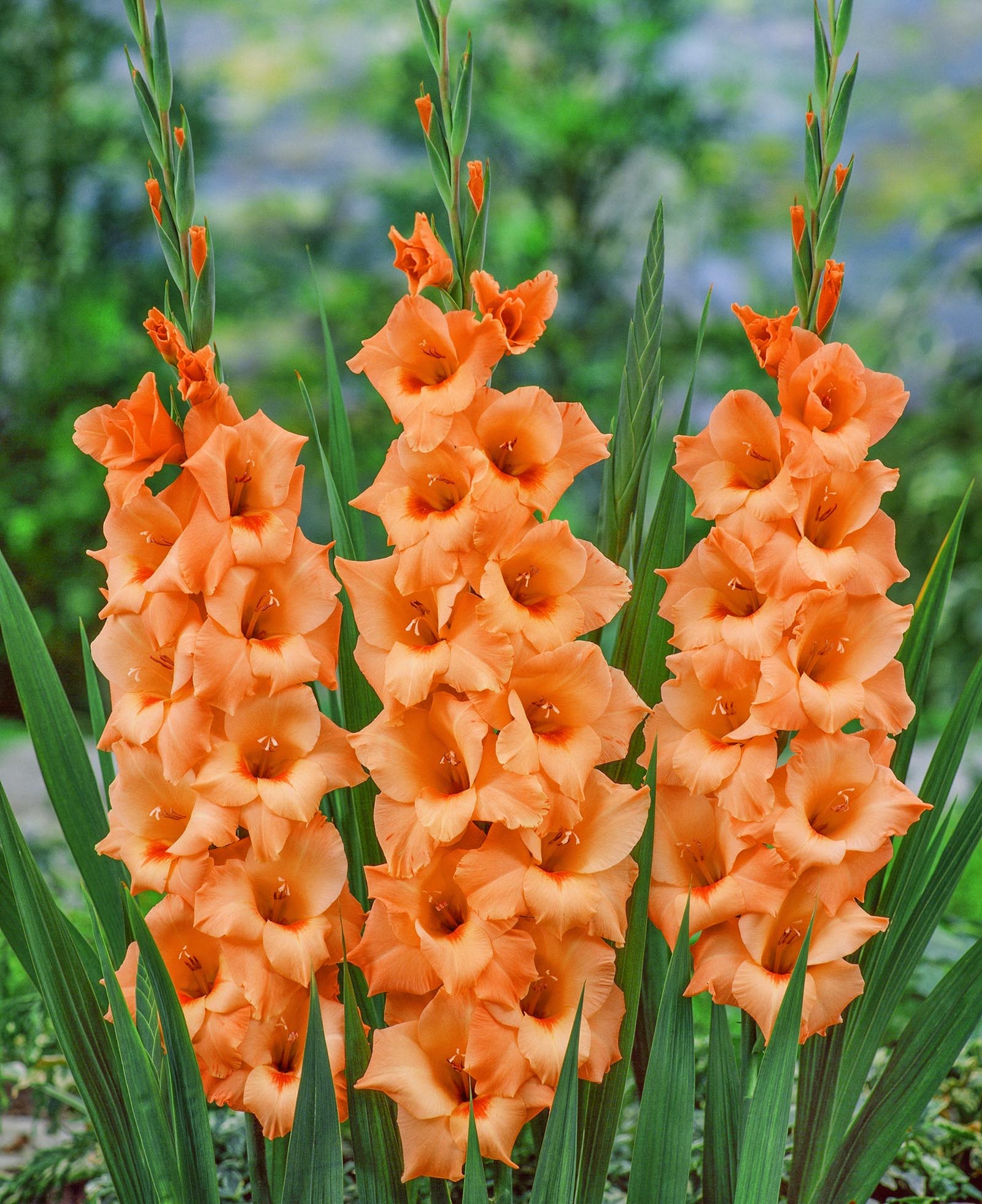 Orange Gladiolus - Peter Pears 2,75 kr. v/25 stk 2,25 kr. v/100 stk - Prisgaranti på Blomsterløg
