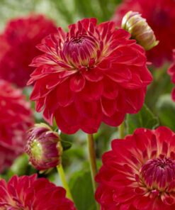 Dahlia Rød – Hullegie – 21,95 kr. v/3 stk 19,95 kr. v/10 stk.