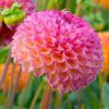 Pompon Dahlia “Burlesca” – 21,95 kr. v/3 stk 19,95 kr. v/10 stk.