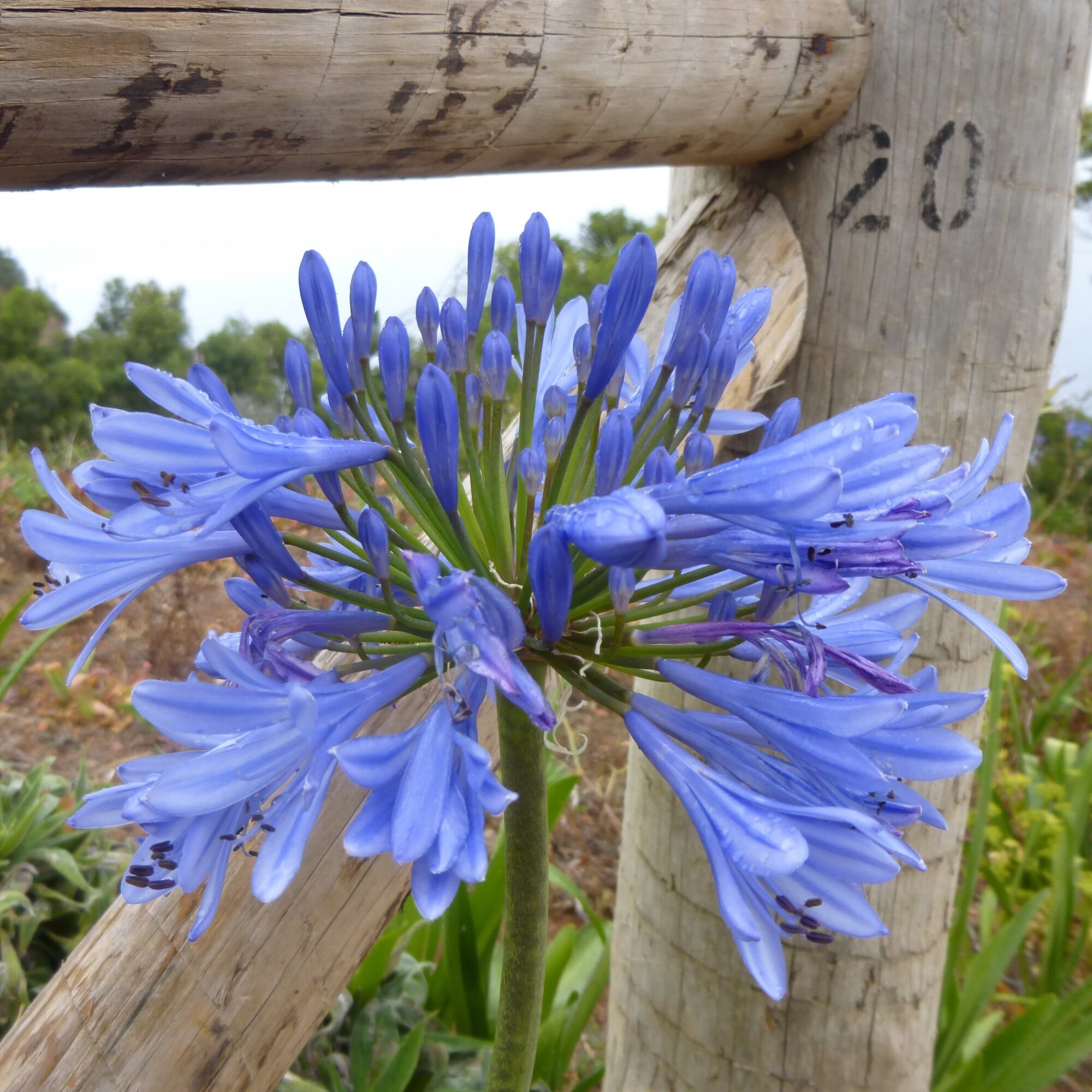 Skærmlilje Blue Giant (Agapanthus). Stor blå skærmlilje rodknolde str. 1