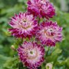 Dahlia Vancouver en helt fantastisk smuk dahlia. Køb dahliaknolde til danmarks bedste priser på www.nemhjem.dk Dansk e mærket webshop.