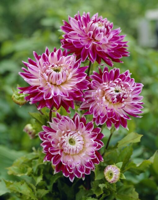 Dahlia Vancouver – 21,95 kr. v/3 stk 19,95 kr. v/10 stk