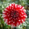 Rød og Hvid dahlia Jowey Morris. En smuk tofarvet dahlia as Semi kaktus typen. Køb dahliaknolde i størrelse 1 til danmarks bedste pris på www.nemhjem.dk Dansk e-mærket webshop.