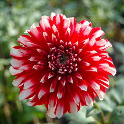 Rød og Hvid Dahlia “Jowey Morris” – 21,95 kr. v/3 stk