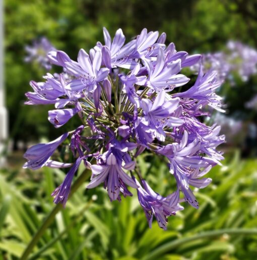 Skærmlilje / Agapanthus Kobold. Blålig skærmlilje rodknolde