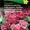 Blomsterfrø Atlaskblomst blanding Amoena Mix. Kaldes også Silkeskørt. Smuk og god som snitblomst. Køb frø til haven på www.nemhjem.dk