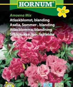 Atlaskblomst blanding “Amoena Mix” – Blomsterfrø
