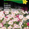 Brudeslør Rosea – Smukke rosafarvede brudeslør – Blomsterfrø