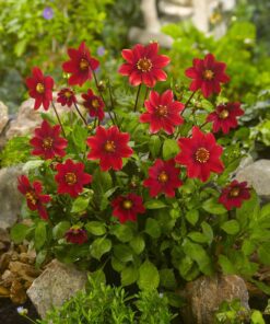 Dahlia “Topmix Rød”. 24,95 kr. v/3 stk 22,95 kr. v/10 stk