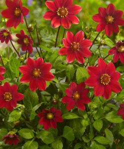 Dahlia “Topmix Rød”. 24,95 kr. v/3 stk 22,95 kr. v/10 stk