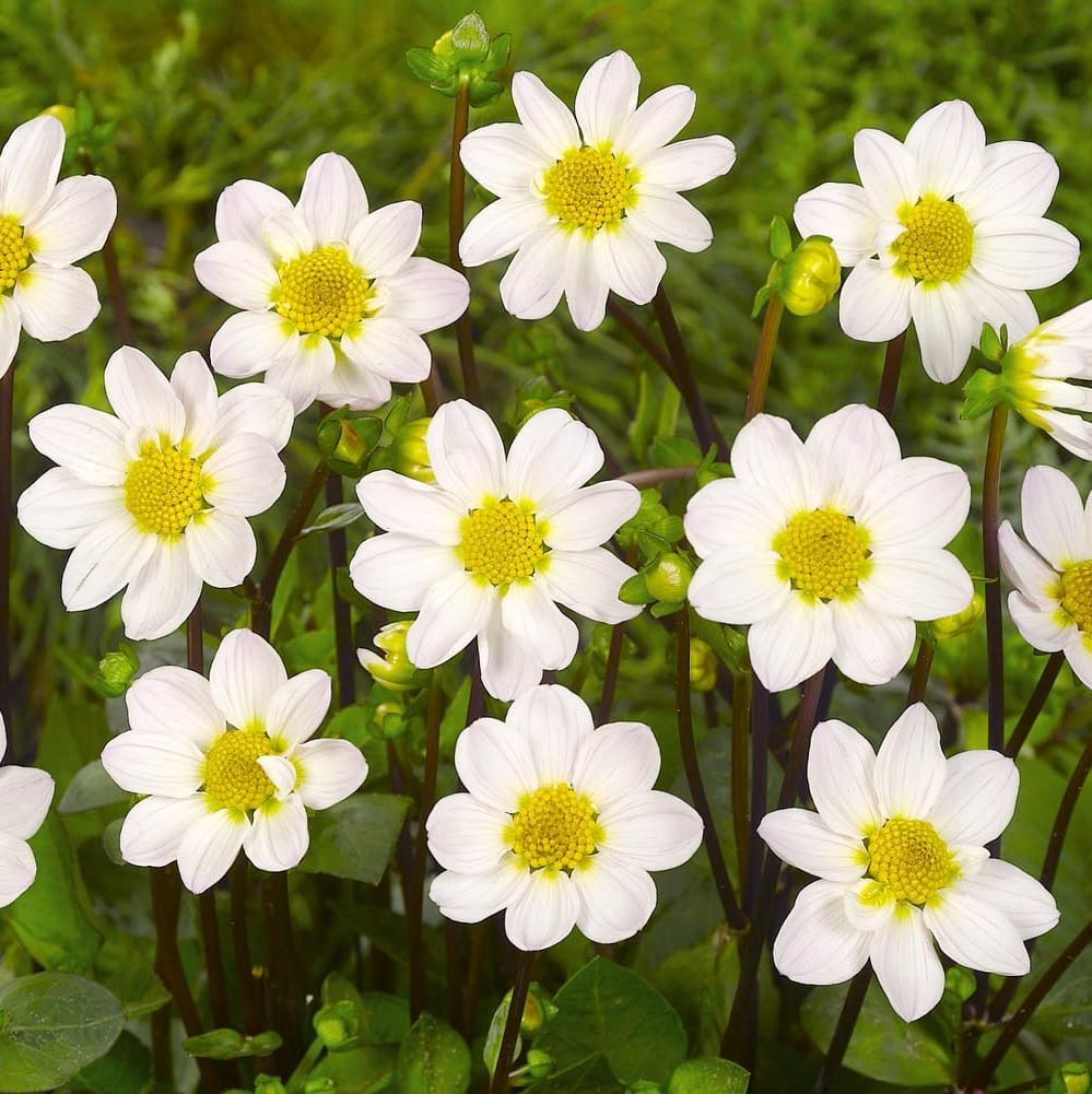 Dahlia "Topmix Hvid". 24,95 kr. v/3 stk 22,95 kr. v/10 stk - Prisgaranti på Blomsterløg