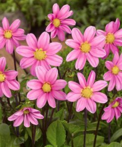 Topmix dahlia Pink Str. 1 – 21,95 kr. v/3 stk 19,95 kr. v/10 stk