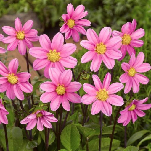 Topmix dahlia Pink Str. 1 – 21,95 kr. v/3 stk 19,95 kr. v/10 stk