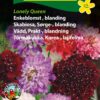 Enkeblomst Blanding – Lonely Queen – Blomsterfrø.