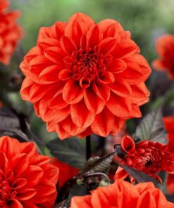 Orange-Rød Dahlia “Ellen Houston” – 21,95 kr. v/3 stk 19,95 kr. v/10 stk.