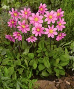 Topmix dahlia Pink Str. 1 – 21,95 kr. v/3 stk 19,95 kr. v/10 stk