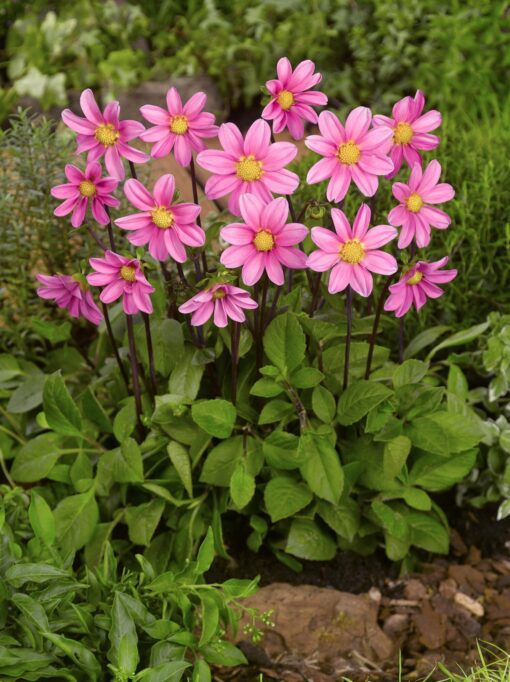 Topmix dahlia Pink Str. 1 – 21,95 kr. v/3 stk 19,95 kr. v/10 stk