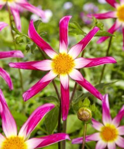 Stjerneformet Dahlia – “Honka Pink”. 24,95 kr. v/3 stk 22,95 kr. v/10 stk
