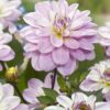 Dahlia “Pacific Jewel”. 24,95 kr. v/3 stk 22,95 kr. v/10 stk