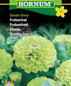 Frøkenhat Limegrøn – Green Envy – Usædvanlig farve – Blomsterfrø