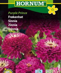 Frøkenhat – Purple Prince – Smuk lilla frøkenhat – Blomsterfrø