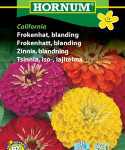 Frøkenhat blanding “California” – Store farveige frøkenhat – Blomsterfrø