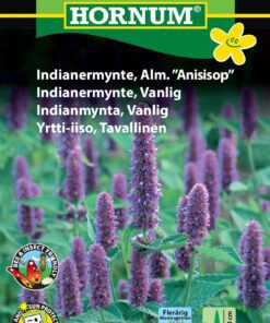 Indianermynte – “Anisisop” – Krydderurtefrø / Blomsterfrø