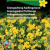 Kællingetand blomsterfrø flotte flerårige gule blomster – Grøngødning