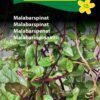 Malabarspinat frø – Velsmagende og dekorativ – Grøntsagsfrø