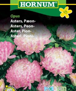 Pæon Asters Opus – Blomsterfrø – Robust og meget holdbar snitblomst