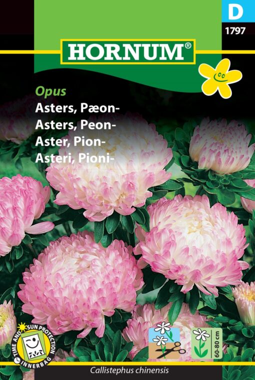 Pæon Asters Opus – Blomsterfrø – Robust og meget holdbar snitblomst