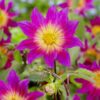 Dahlia Enkeltblomstrende – “Bright Eyes”. 24,95 kr. v/3 stk 22,95 kr. v/10 stk