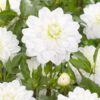 Dahlia – Decorative White Onesta