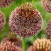 Allium Forelock – Storblomstrende prydløg 27,95 kr/stk ved min. 3 stk. – 24,95 kr/stk ved min 10 stk.