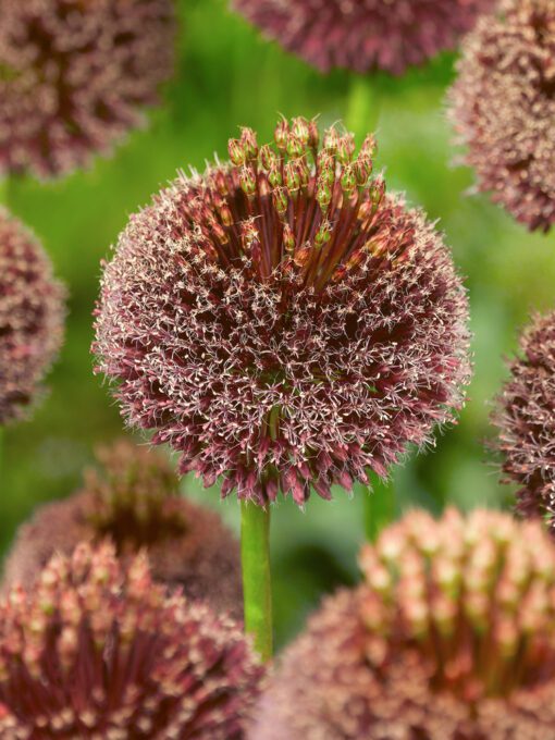 Allium Forelock – Storblomstrende prydløg 27,95 kr/stk ved min. 3 stk. – 24,95 kr/stk ved min 10 stk.