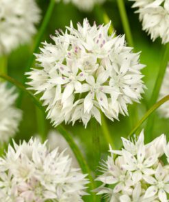 Allium Graceful Beauty – 3,50 kr/stk ved min 10 stk. 2,95 kr/stk v.100 stk.