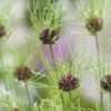 Allium Hair – Prydløg – 3,50 kr/stk ved min 10 stk. 2,95 kr/stk ved min 100 stk.