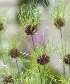 Allium Hair – Prydløg – 3,50 kr/stk ved min 10 stk. 2,95 kr/stk ved min 100 stk.