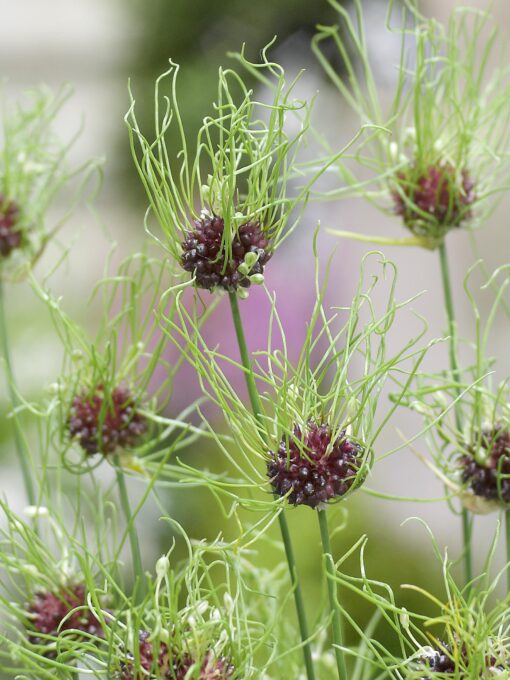 Allium Hair – Prydløg – 3,50 kr/stk ved min 10 stk. 2,95 kr/stk ved min 100 stk.