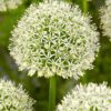 Allium / Prydløg “Mount Blanc” – Kæmpeprydløg. 22,95 kr/stk ved min. 3. stk.