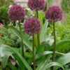 Allium Ostara. Rødlilla prydløg – 8,95 kr/stk ved min 10 stk. 7,95 kr/stk v.100 stk.