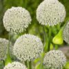 Allium Hvid “Ping Pong” UDSALG 1,60 kr/stk v. min 10 stk.