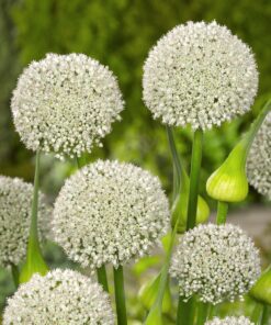 Tilbudspakke blomsterløg – “Vild med hvid 3” – skønne hvide blomster i mange varianter.