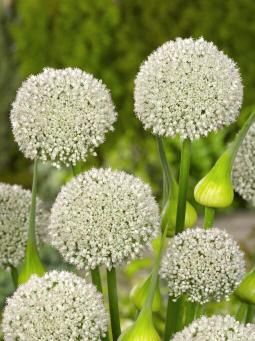 Tilbudspakke blomsterløg – “Vild med hvid 3” – skønne hvide blomster i mange varianter.