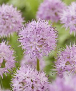 Allium Rosy Dream – Allium løg – 3,25 kr/stk ved min 10 stk. 2,95 kr/stk v.100 stk.