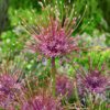 Allium Schubertii med meget store blomsterhoveder. Smuk og speciel prydløg. Køb på NemHjem.dk til Danmarks bedste pris.