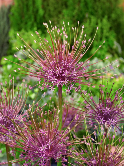 Allium “Schubertii” – Prydløg – 8,95 kr/stk ved min 3 stk. 7,95 kr/stk v.10 stk.